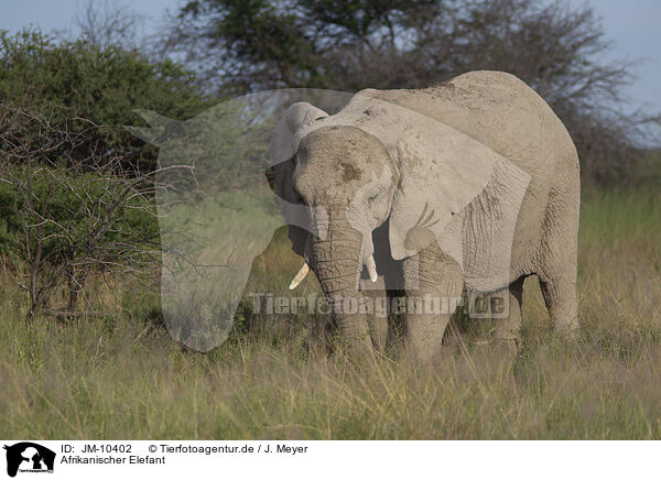Afrikanischer Elefant / JM-10402