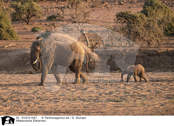 Afrikanische Elefanten / SVS-01091