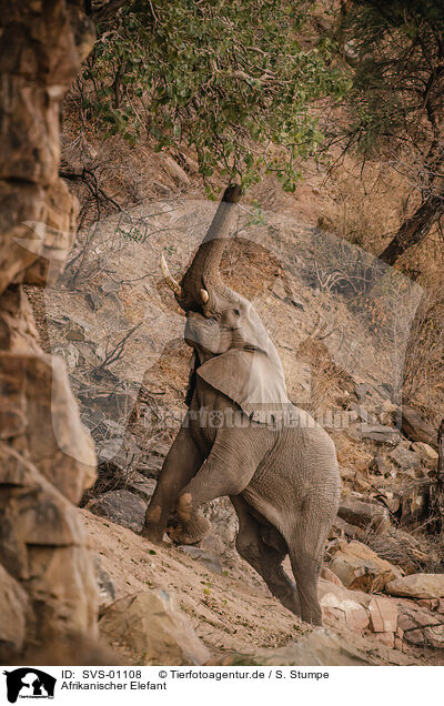 Afrikanischer Elefant / SVS-01108