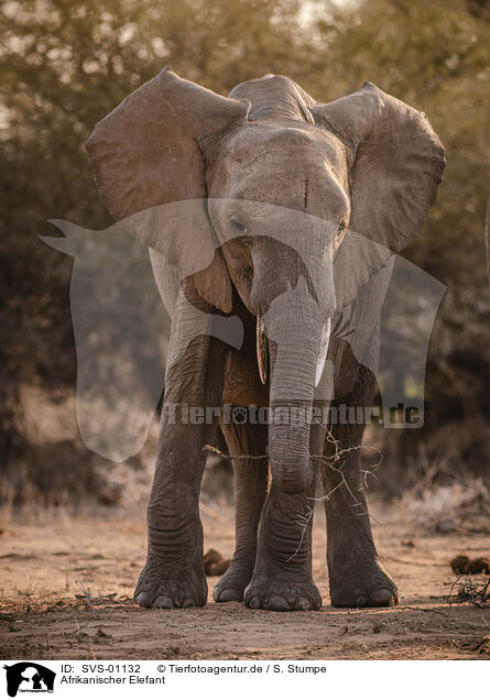 Afrikanischer Elefant / SVS-01132