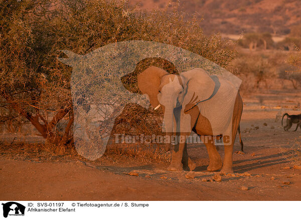 Afrikanischer Elefant / SVS-01197