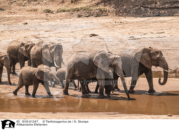 Afrikanische Elefanten / SVS-01247