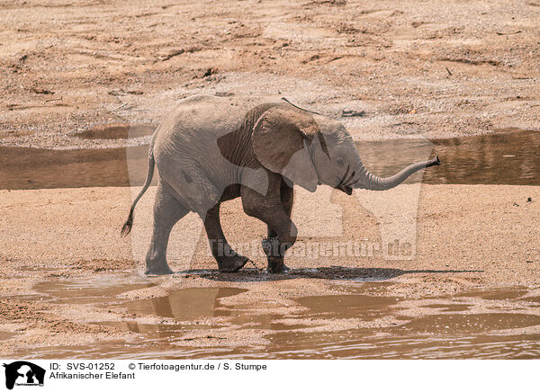 Afrikanischer Elefant / SVS-01252