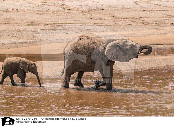 Afrikanische Elefanten / African elephants / SVS-01256