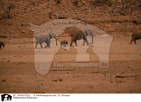 Afrikanische Elefanten / SVS-01272