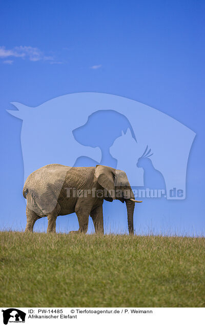 Afrikanischer Elefant / African elephant / PW-14485