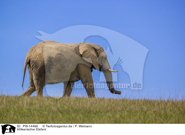 Afrikanischer Elefant / African elephant / PW-14486