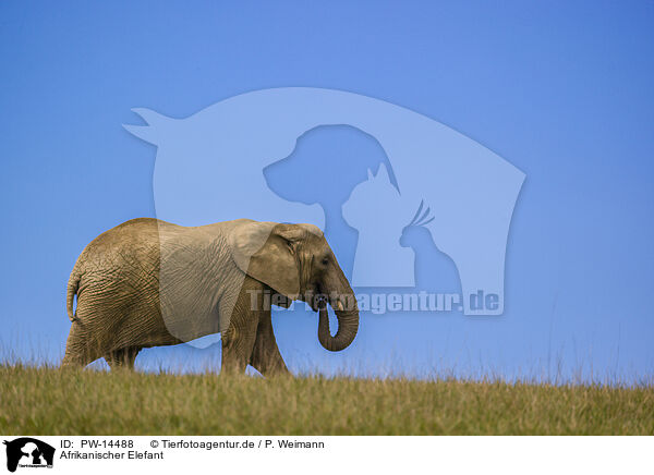 Afrikanischer Elefant / African elephant / PW-14488
