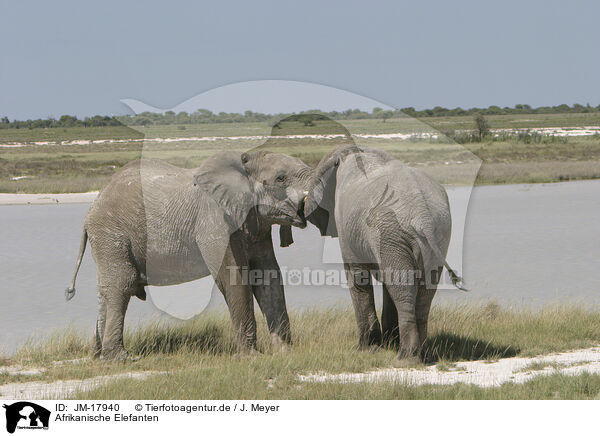 Afrikanische Elefanten / JM-17940