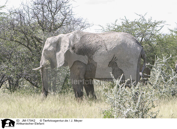 Afrikanischer Elefant / JM-17942