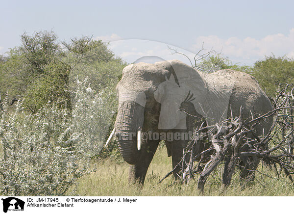 Afrikanischer Elefant / JM-17945