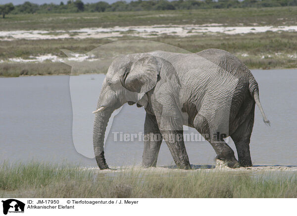 Afrikanischer Elefant / JM-17950