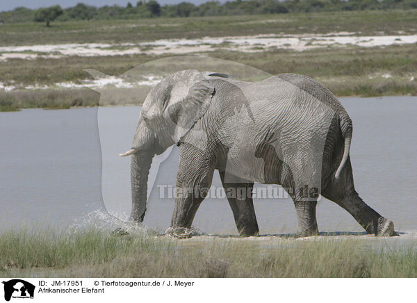 Afrikanischer Elefant / JM-17951