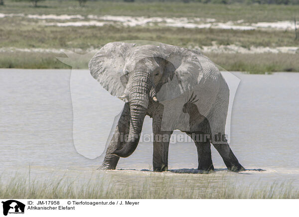 Afrikanischer Elefant / African elephant / JM-17958