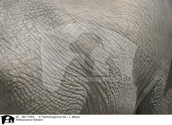 Afrikanischer Elefant / JM-17985