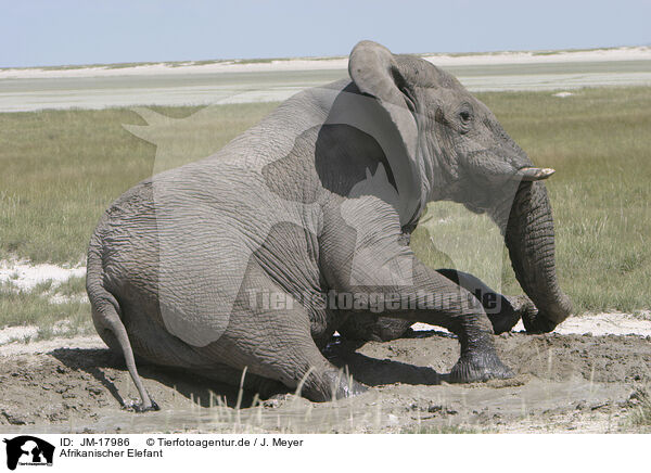 Afrikanischer Elefant / JM-17986