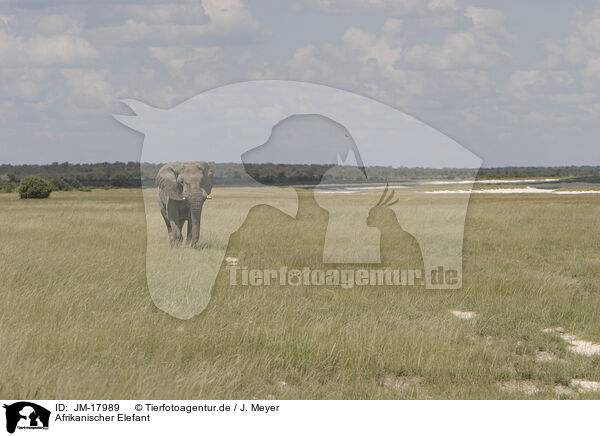 Afrikanischer Elefant / African elephant / JM-17989