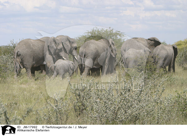 Afrikanische Elefanten / JM-17992