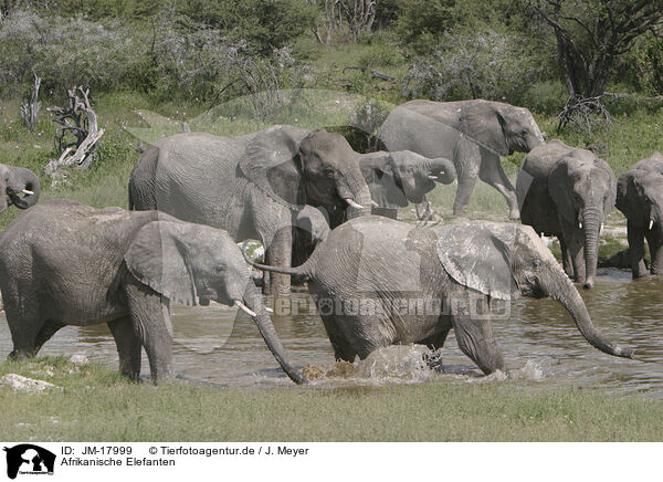 Afrikanische Elefanten / African elephants / JM-17999
