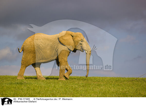 Afrikanischer Elefant / PW-17395