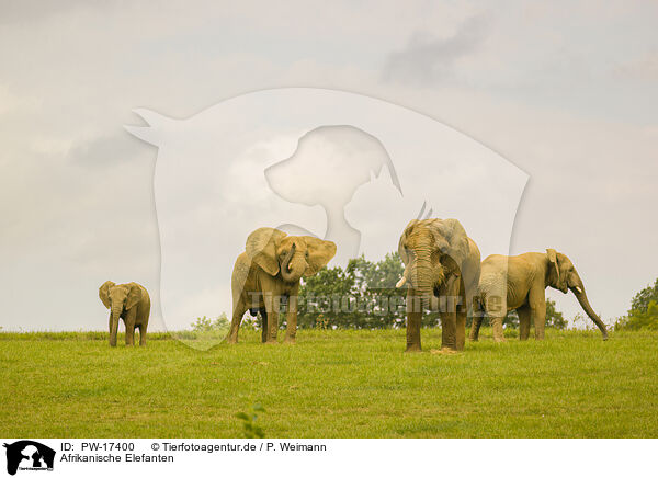 Afrikanische Elefanten / PW-17400