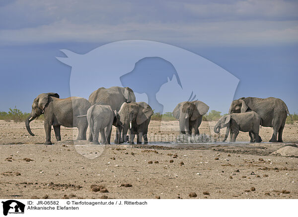 Afrikanische Elefanten / African elephants / JR-06582