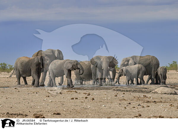 Afrikanische Elefanten / African elephants / JR-06584