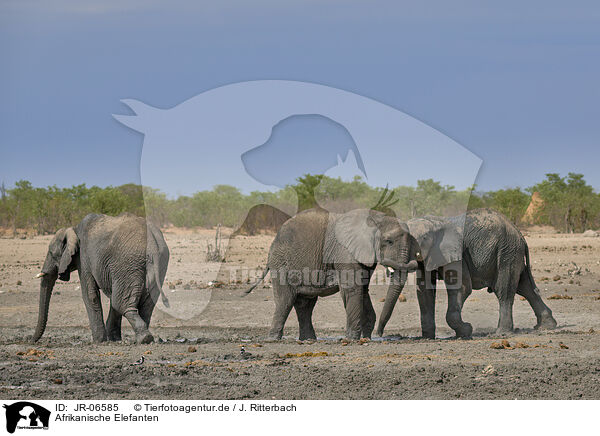 Afrikanische Elefanten / African elephants / JR-06585