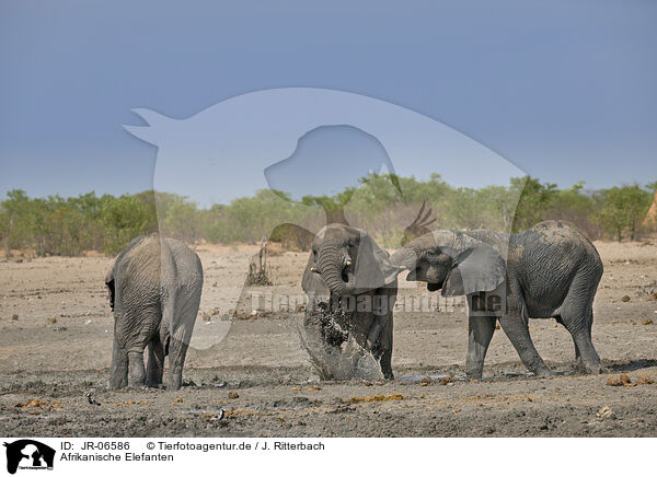 Afrikanische Elefanten / African elephants / JR-06586