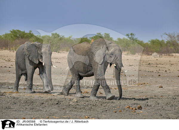 Afrikanische Elefanten / African elephants / JR-06588