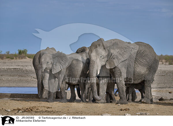 Afrikanische Elefanten / African elephants / JR-06589