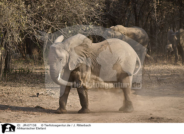 Afrikanischer Elefant / African Elephant / JR-07138