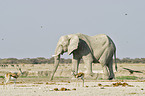 Afrikanischer Elefant und Springbcke