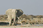 Afrikanischer Elefant und Springbcke
