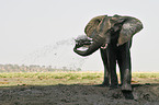 Afrikanischer Elefant beim Schlammbad