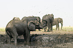 Afrikanische Elefanten beim Schlammbad