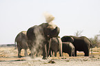 Afrikanische Elefanten beim Staubbad