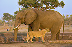 Afrikanischer Elefant und Lwe