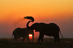 Afrikanische Elefanten beim Sandbad