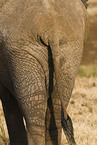 Afrikanische Elefanten Hintern