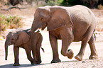 Wstenelefanten