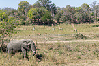 Afrikanischer Elefant mit Giraffen und Schwarzfersenantilopen