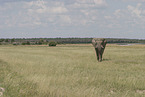 Afrikanischer Elefant