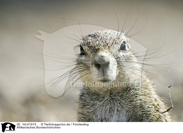 Afrikanisches Borstenhrnchen / African cround squirell / HJ-01915