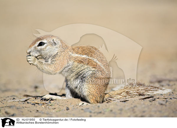 Afrikanisches Borstenhrnchen / African ground squirell / HJ-01950