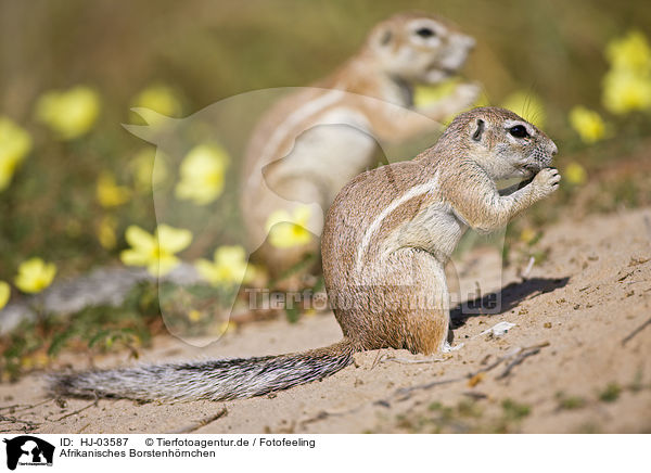 Afrikanisches Borstenhrnchen / african ground squirrel / HJ-03587