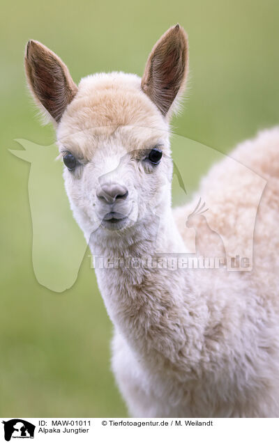 Alpaka Jungtier / young alpaca / MAW-01011