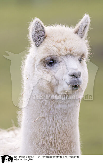 Alpaka Jungtier / young alpaca / MAW-01013