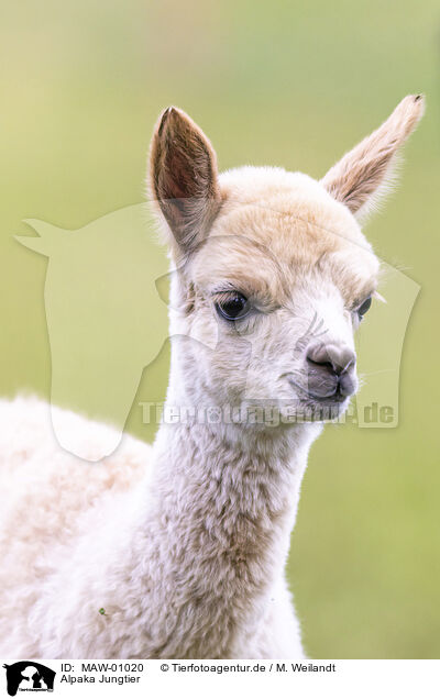 Alpaka Jungtier / young alpaca / MAW-01020