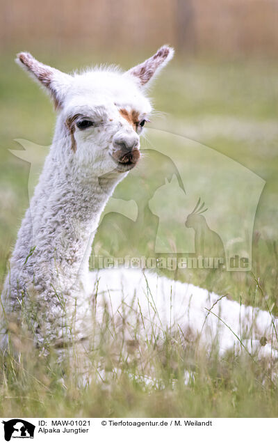 Alpaka Jungtier / young alpaca / MAW-01021